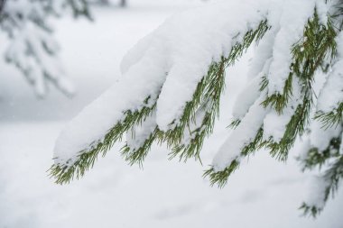 Kış ormanlarında kar altında fidan ağacı dalları. Noel konsepti