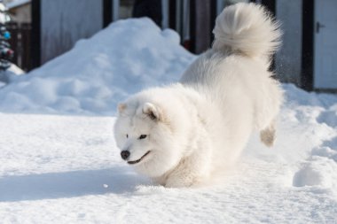 Samoyed beyaz köpek kış arka planında karda koşuyor.