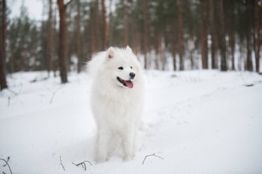 Güzel tüylü Samoyed beyaz köpek kış ormanında, Carnikova Baltık 'ta.