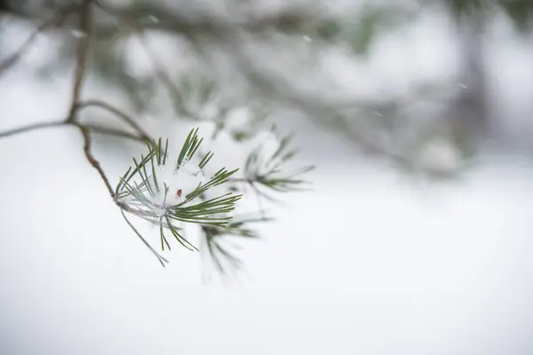 Snowy branch of a fir tree in the snow in the winter forest. Christmas concept.