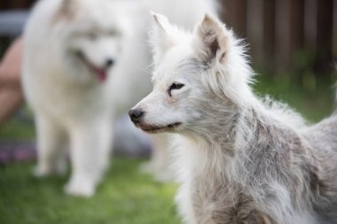 Alopecia hastalığı Samoyed köpeği. Dermatit ve Köpeklerin Kaşıntısı.