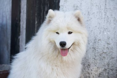 Beyaz Samoyed köpeği avluda oturuyor. Doğadaki köpek, bir yürüyüş..