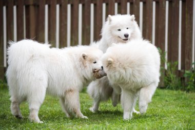 Yumuşak beyaz Samoyed köpek yavruları oyuncaklarla oynuyor..