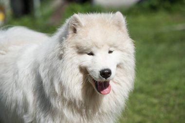 Beyaz Samoyed köpek yavrusu yeşil çimlerin üzerinde oturur. Doğada bir köpek, parkta bir yürüyüş.