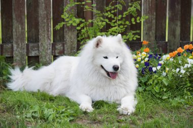 Beyaz Samoyed köpek yavrusu yeşil çimlerin üzerinde oturur. Doğada bir köpek, parkta bir yürüyüş.