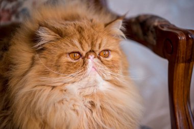 Uzun saçlı, İranlı, egzotik bir kedi..