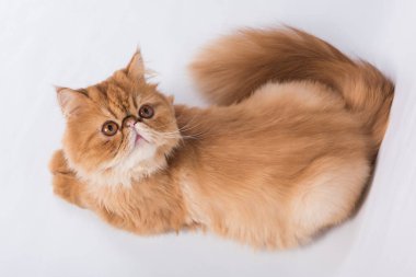 Kırmızı İran egzotik uzun saçlı kedisi beyaz arka planda. Kedi yukarı bakıyor.