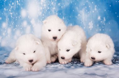 Dört yavru köpek. Beyaz tüylü küçük Samoyed köpek yavruları mavi arka planda uyuyorlar..