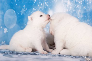 Beyaz tüylü iki yavru köpek. Beyaz tüylü küçük Samoyed köpek yavruları mavi arka planda oturuyorlar..