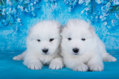 İki beyaz tüylü küçük Samoyed köpek mavi çiçekli mavi arka planda oturuyorlar..