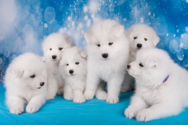 Beyaz altı tüylü küçük Samoyed köpek köpekleri mavi Noel 'de ya da yeni yılda kar taneleriyle oturuyorlar.