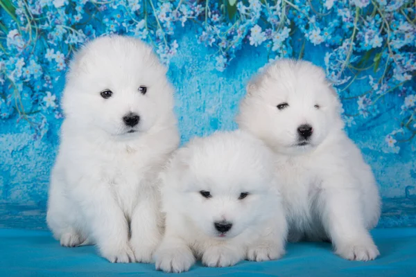 Üç beyaz tüylü küçük Samoyed köpek mavi çiçekli mavi arka planda oturuyorlar..