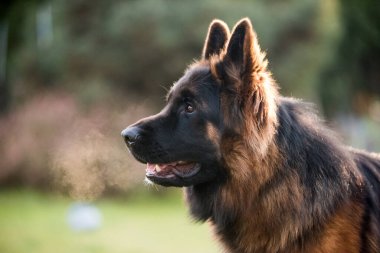 Alman Çoban Köpeği doğanın profil görünümünde bulanık arkaplan, köpeğin yakın plan namlu portresi.