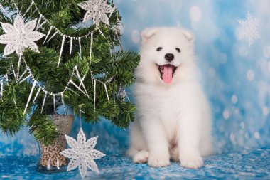 Yılbaşı ağacı olan Samoyed köpek yavrusu. Samoyed köpeğiyle Noel tebrik kartı. Mutlu yıllar..