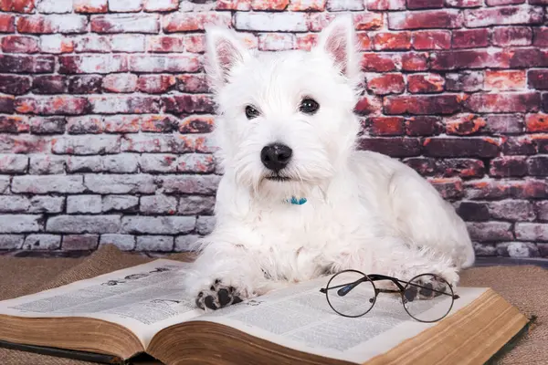 West Highland White Terrier dog puppy with book on brick wall background.