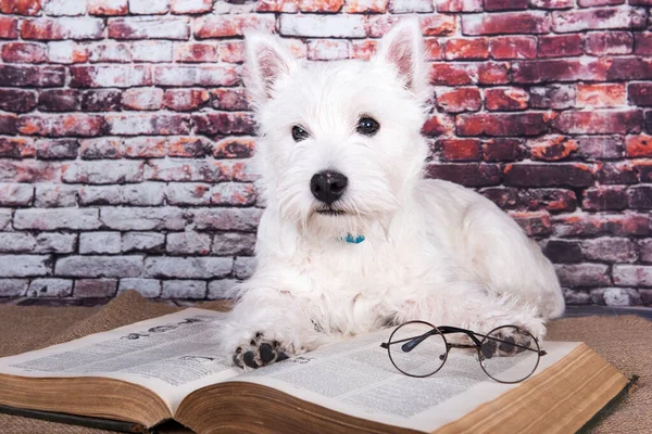 West Highland White Terrier Hond Puppy Met Boek Bakstenen Muur — Stockfoto