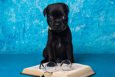 Amerikan Staffordshire Boğa Teriyeri köpek yavrusu. Mavi arka plan kitabı var..