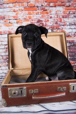 Siyah Amerikan Staffordshire Terrier köpeği ya da eski bir valiz içinde tuğla duvar arkasında AmStaff köpeği.