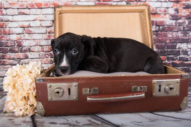 Siyah Amerikan Staffordshire Terrier köpeği ya da eski bir valiz içinde tuğla duvar arkasında AmStaff köpeği.