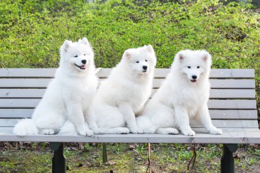 Samoyed Beyaz köpekler bankta oturuyor.