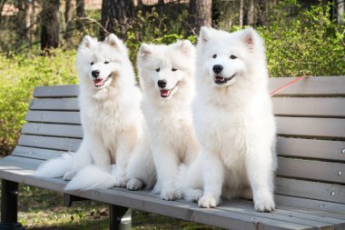 Samoyed Beyaz köpekler bankta oturuyor.