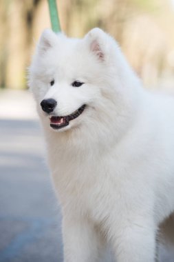 Mezaparks, Letonya 'da park yolunda tasmalı Samoyed beyaz köpek.