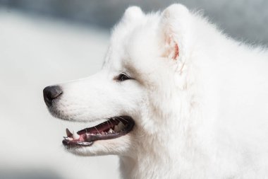 Samoyed köpek tasviri köpek ağızlığı portresi.