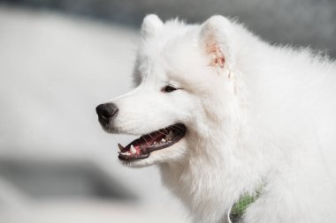 Samoyed köpek tasviri köpek ağızlığı portresi.
