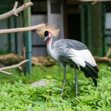 African grey crown crane, Bird background. clipart