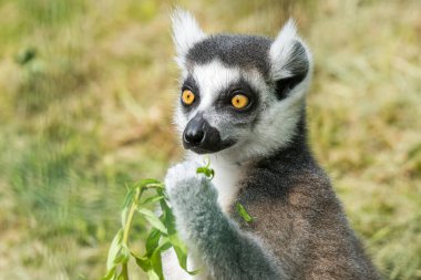Halka Kuyruklu Lemur Saati kapat.