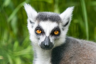 Halka Kuyruklu Lemur Saati kapat.