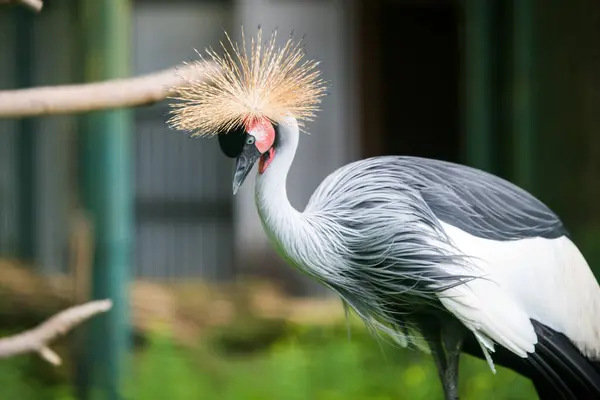 stock image Close up of profile of African grey crowned crane.