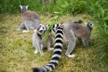 Uzun, siyah ve beyaz halka kuyruklu Lemur 'u takip etti..