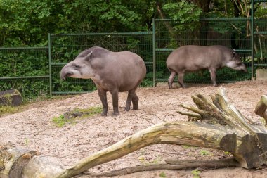 Tapir. Hayvanat bahçesindeki vahşi hayvan sade tapir..
