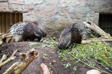 Cape kirpisi ya da Güney Afrika kirpisi, Hystrix africaeaustralis, beyaz dikenli bir hayvanat bahçesinde