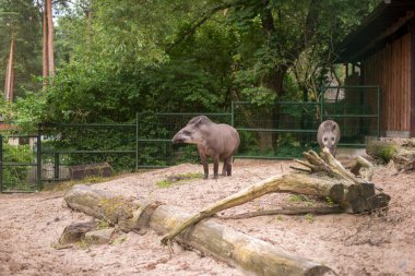 Tapir. Hayvanat bahçesindeki vahşi hayvan sade tapir..