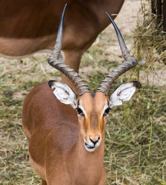 stock image Impala antelope close up portrait in zoo.