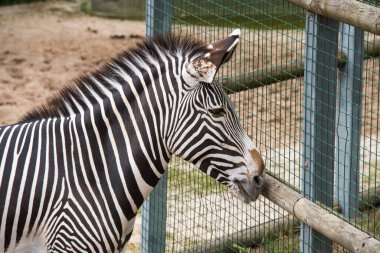 Burchell Zebra, Equus quagga, Yaklaşın.