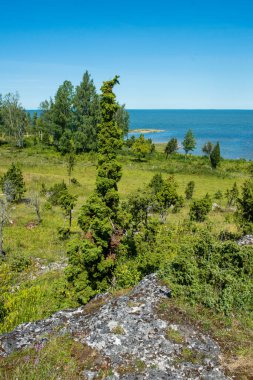 Estonya 'daki Muhu Adası' ndaki Uugu kayalığı ya da uçurumu, Baltık Denizi 'nin yanında ve Saaremaa Adası yakınlarında..