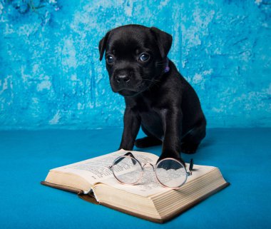 Amerikan Staffordshire Boğa Teriyeri köpek yavrusu. Mavi arka plan kitabı var..