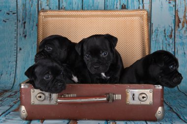 Black American Staffordshire Terrier dogs or AmStaff puppies in a retro suitcase on blue background.