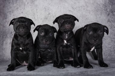 Black American Staffordshire Bull Terrier dogs puppies on gray background.
