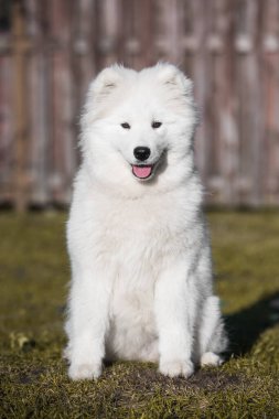 Çitin arkasında sevimli beyaz Samoyed.