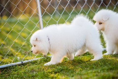 Komik tüylü beyaz Samoyed köpekleri oynuyor.