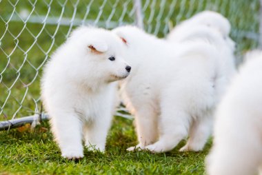 Komik tüylü beyaz Samoyed köpekleri oynuyor.