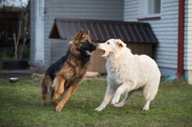 Uzun saçlı Alman çoban köpekleri yeşil çimlerin üzerinde beyaz İsviçre çoban köpeğiyle oynuyorlar..