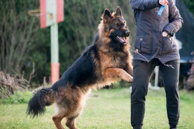 Alman çoban köpeği doğanın sahibiyle oynuyor. Mutlu Alman çoban köpeği koşuyor ve zıplıyor.