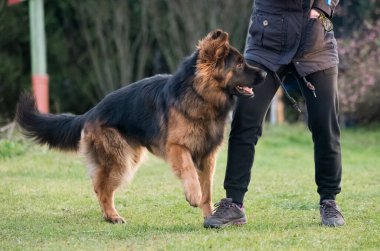 Alman çoban köpeği doğanın sahibiyle oynuyor. Mutlu Alman çoban köpeği koşuyor ve zıplıyor.
