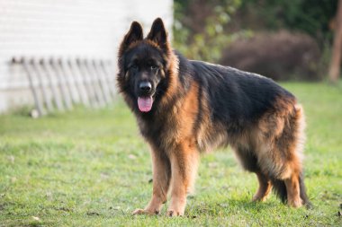 Çoban köpeği evin yakınlarında oturur ve sahibini bekler..