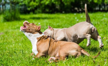 Amerikan zorba köpek yavruları dışarıda oynuyorlar. Orta boylu, kaslı bir köpek.